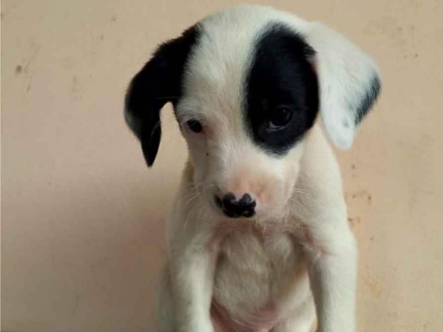 Cachorro raça SRD-ViraLata idade 2 a 6 meses nome EDUARDO FERREIRA LUZ