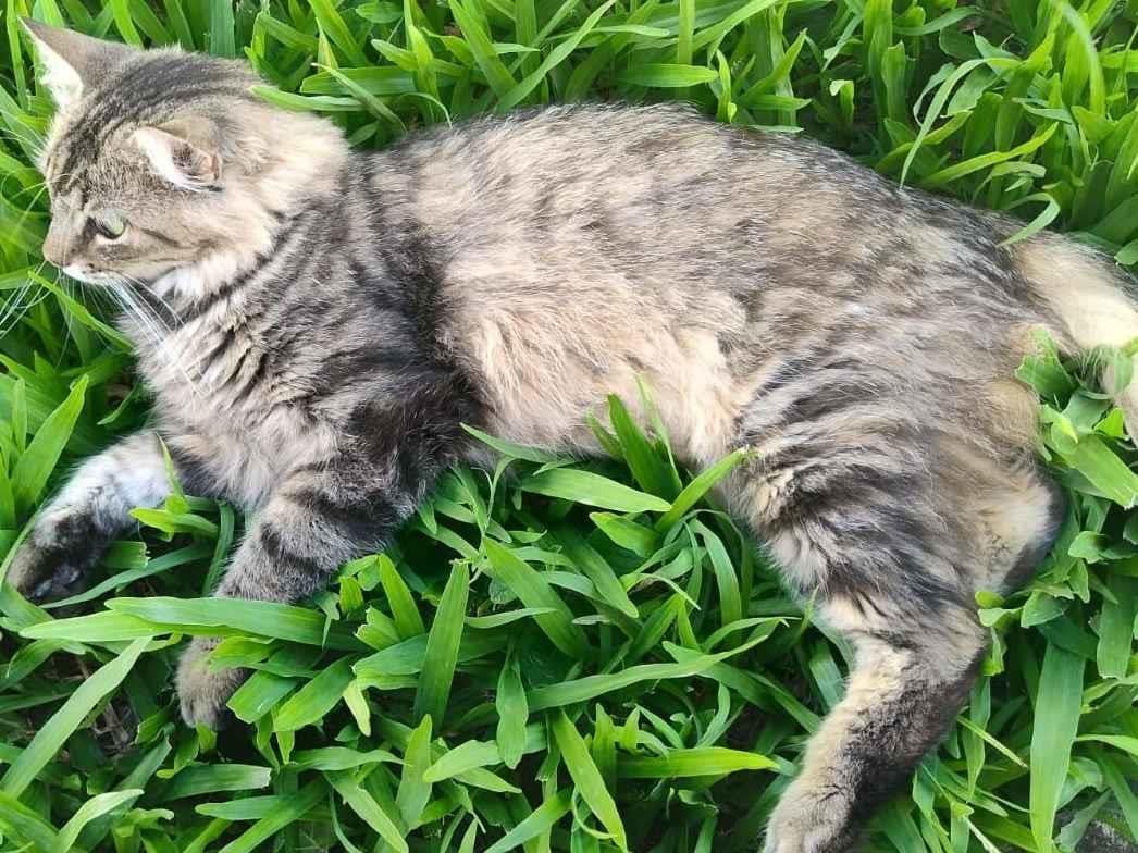 Gato raça SRD-ViraLata idade 1 ano nome Mia