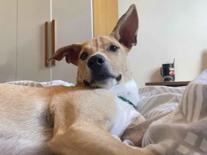 Cachorro raça SRD-ViraLata idade 1 ano nome Jorge 