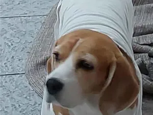 Cachorro raça SRD-ViraLata idade 6 ou mais anos nome Donna