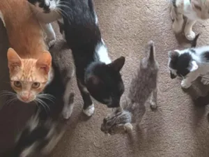 Gato raça SRD-ViraLata idade 7 a 11 meses nome Sem nome 