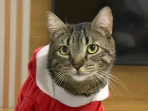 Gato raça SRD-ViraLata idade Abaixo de 2 meses nome Luna