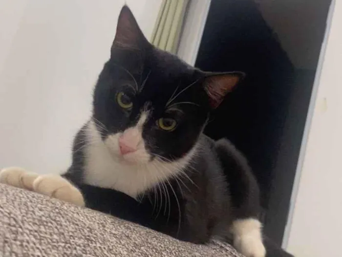 Gato raça SRD-ViraLata idade 1 ano nome Nino 