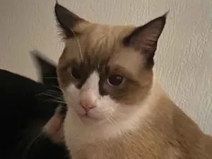 Gato raça SRD-ViraLata idade 7 a 11 meses nome Nico