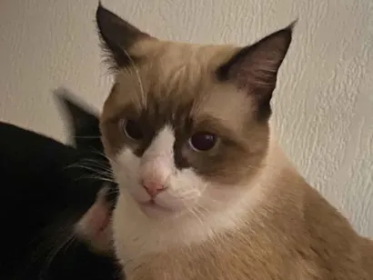 Gato raça SRD-ViraLata idade 7 a 11 meses nome Nico