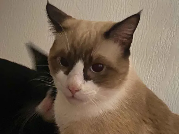 Gato raça SRD-ViraLata idade 7 a 11 meses nome Nico