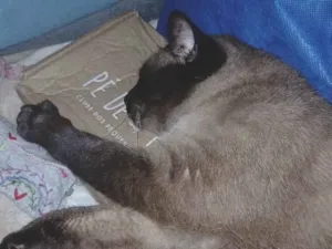 Gato raça Siamês idade 2 anos nome zoe 
