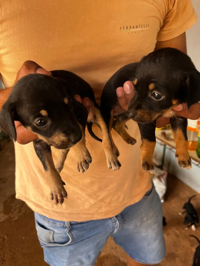 Cachorro raça SRD-ViraLata idade Abaixo de 2 meses nome Ainda não tem