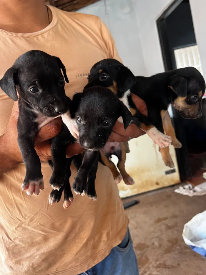Cachorro raça SRD-ViraLata idade Abaixo de 2 meses nome Ainda não tem