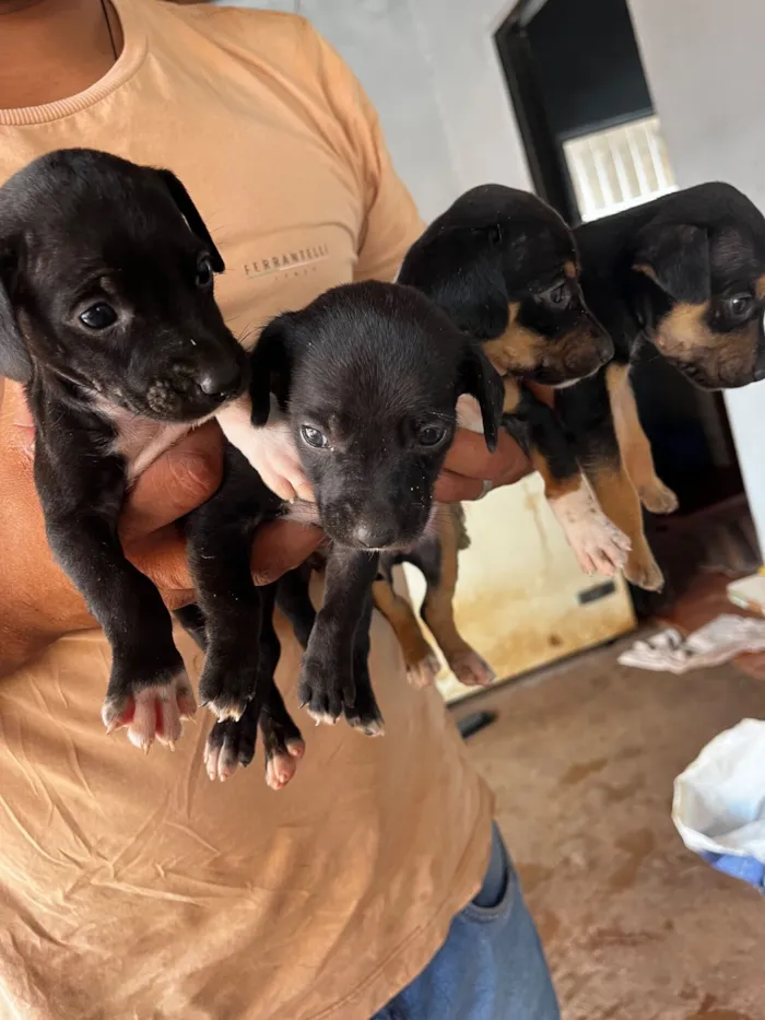 Cachorro raça SRD-ViraLata idade Abaixo de 2 meses nome Ainda não tem