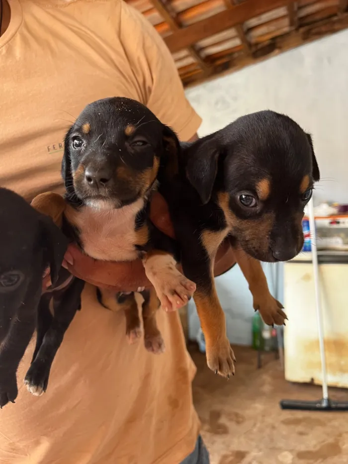 Cachorro raça SRD-ViraLata idade Abaixo de 2 meses nome Ainda não tem