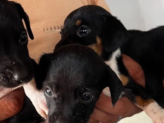 Cachorro raça SRD-ViraLata idade Abaixo de 2 meses nome Ainda não tem