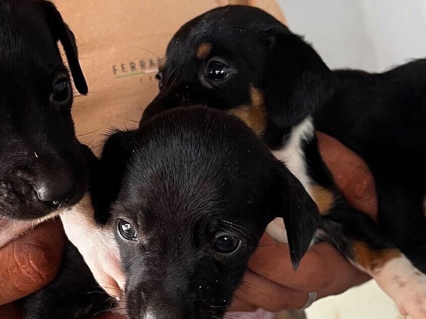 Cachorro raça SRD-ViraLata idade Abaixo de 2 meses nome Ainda não tem