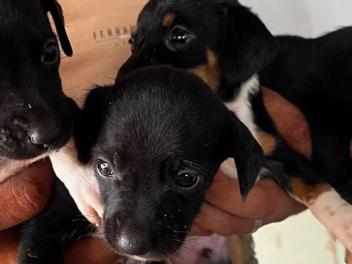 Cachorro raça SRD-ViraLata idade Abaixo de 2 meses nome Ainda não tem
