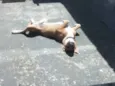 Cachorro raça SRD-ViraLata idade 7 a 11 meses nome Luky