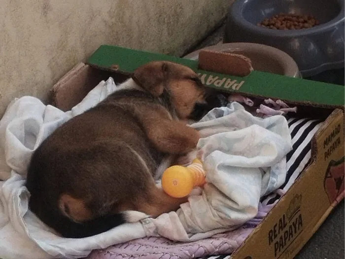 Cachorro raça SRD-ViraLata idade 7 a 11 meses nome Luky