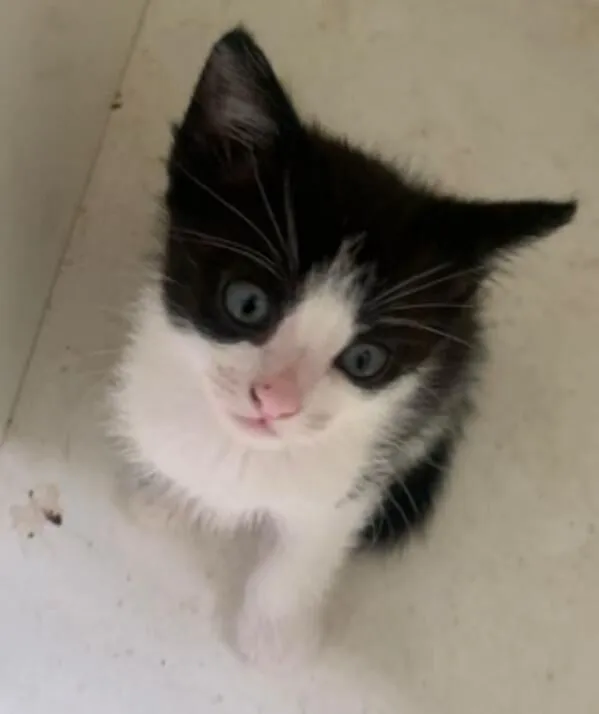 Gato raça SRD-ViraLata idade Abaixo de 2 meses nome Doação de gatinho frajola 