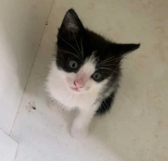 Gato raça SRD-ViraLata idade Abaixo de 2 meses nome Doação de gatinho frajola 