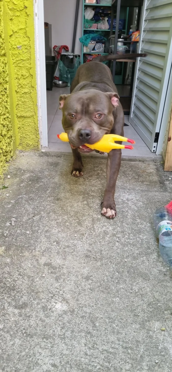 Cachorro raça Pit-Bull idade 3 anos nome Eros