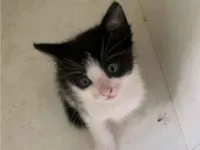 Gato raça SRD-ViraLata idade Abaixo de 2 meses nome Doação de gatinho frajola 