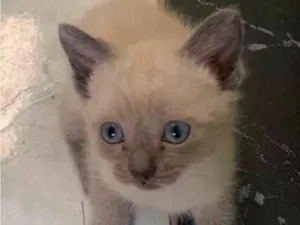 Gato raça SRD-ViraLata idade Abaixo de 2 meses nome Doação gatinha fêmea 