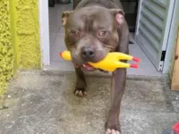 Cachorro raça Pit-Bull idade 3 anos nome Eros