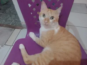 Gato raça SRD-ViraLata idade 1 ano nome Gato 00