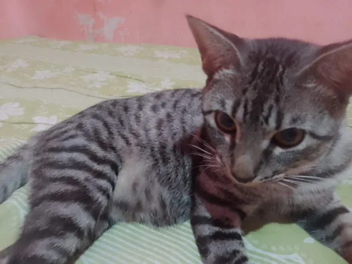 Gato raça SRD-ViraLata idade 1 ano nome Gato 02