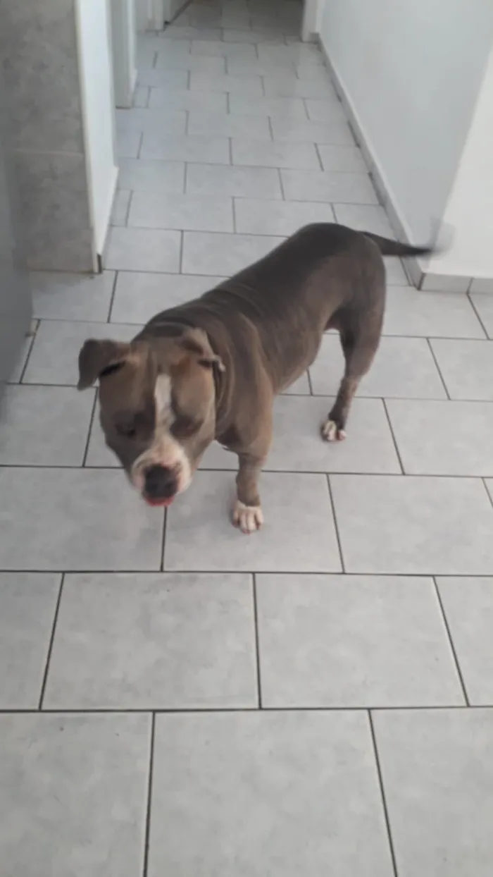 Cachorro raça American Bully idade 4 anos nome Zoe