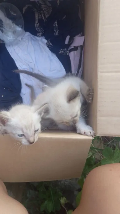 Gato raça SRD-ViraLata idade Abaixo de 2 meses nome Não tem 