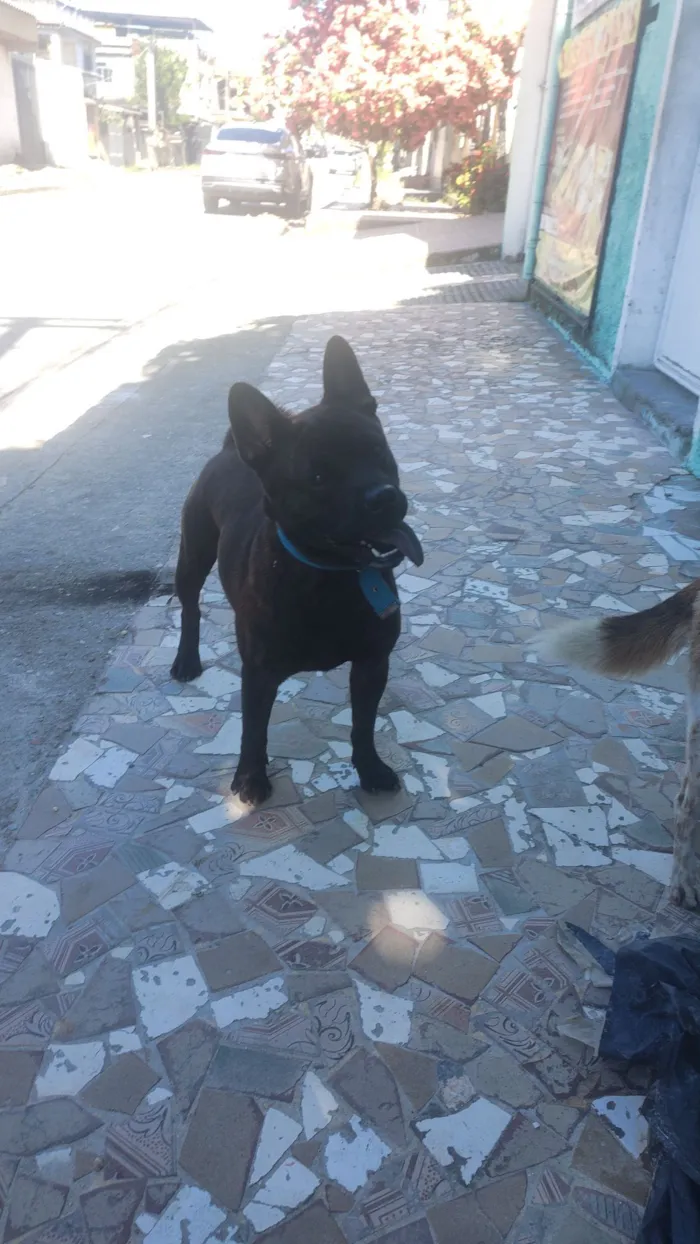 Cachorro raça Chow Chow idade 7 a 11 meses nome Scoob