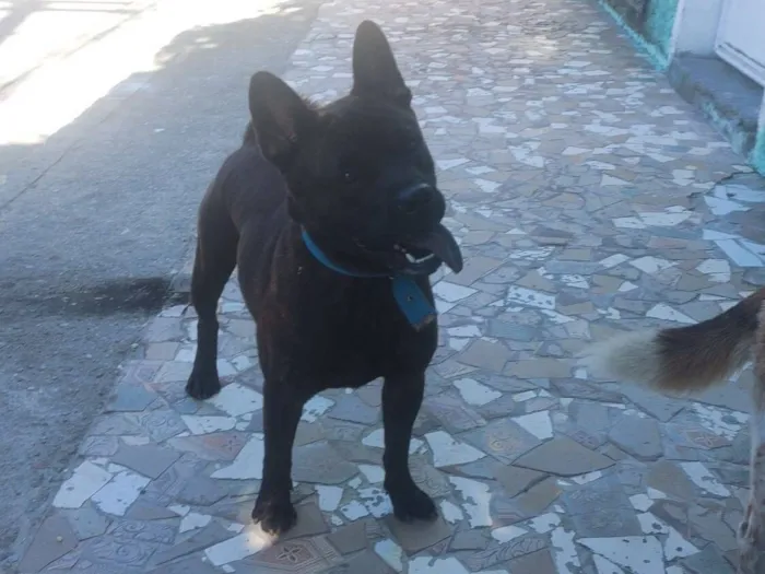 Cachorro raça Chow Chow idade 7 a 11 meses nome Scoob