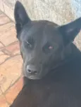 Cachorro raça SRD-ViraLata idade 2 anos nome Cachorro perdido