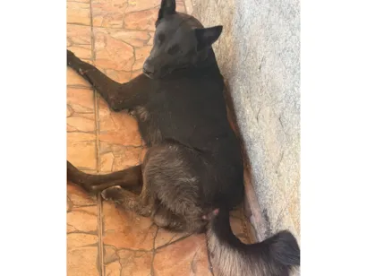 Cachorro raça SRD-ViraLata idade 2 anos nome Cachorro perdido