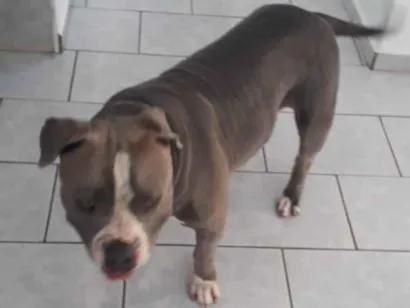 Cachorro raça American Bully idade 4 anos nome Zoe