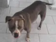 Cachorro raça American Bully idade 4 anos nome Zoe