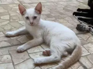 Cachorro raça SRD-ViraLata idade 2 a 6 meses nome Floquinho