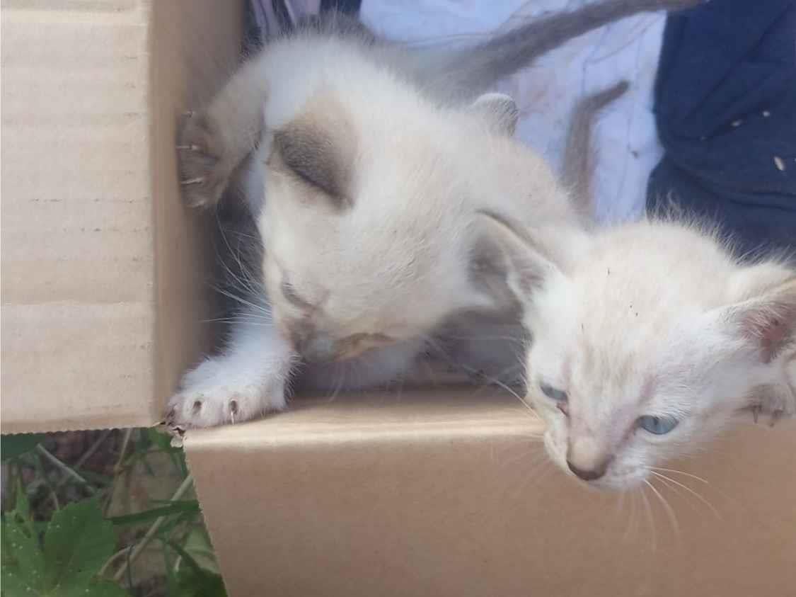 Gato raça SRD-ViraLata idade Abaixo de 2 meses nome Não tem 