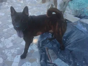 Cachorro raça Chow Chow idade 7 a 11 meses nome Scoob