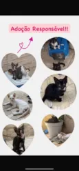 7 gatinhos