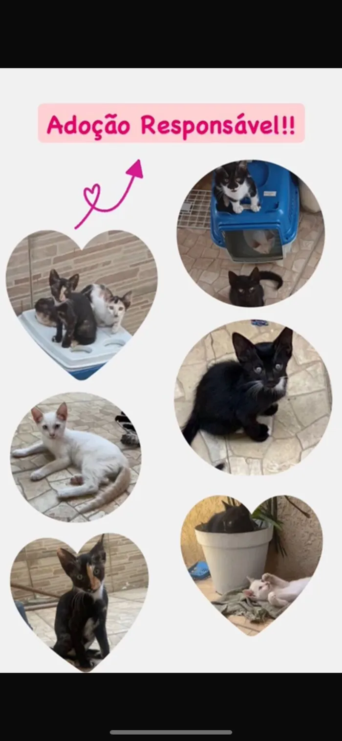 Gato raça SRD-ViraLata idade 2 a 6 meses nome 7 gatinhos