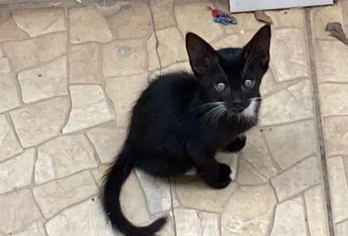 Gato raça SRD-ViraLata idade 2 a 6 meses nome 7 gatinhos