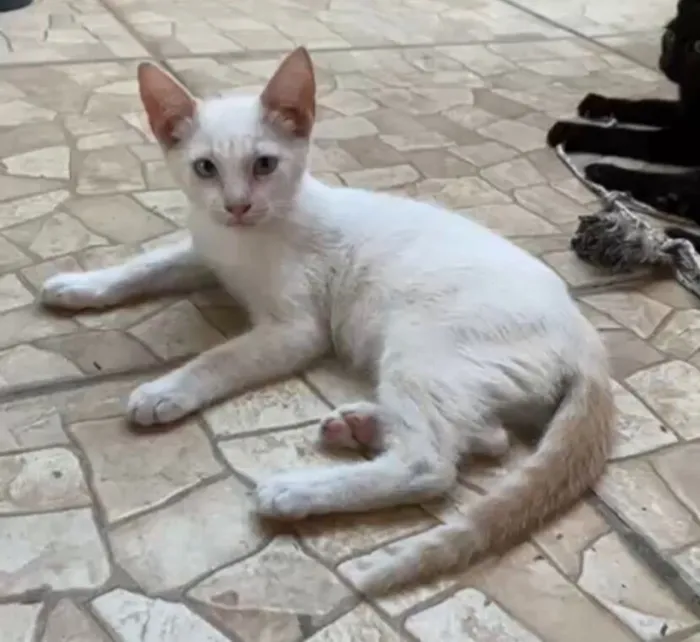 Gato raça SRD-ViraLata idade 2 a 6 meses nome 7 gatinhos