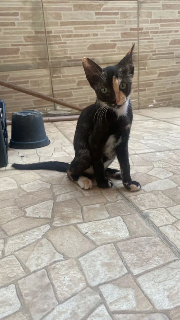 Gato raça SRD-ViraLata idade 2 a 6 meses nome 7 gatinhos