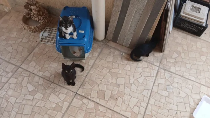 Gato raça SRD-ViraLata idade 2 a 6 meses nome 7 gatinhos