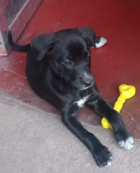 Cachorro raça SRD-ViraLata idade 2 a 6 meses nome Karlinha