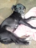 Cachorro raça SRD-ViraLata idade 2 a 6 meses nome Karlinha