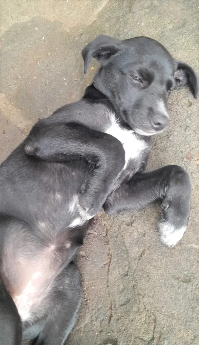 Cachorro raça SRD-ViraLata idade 2 a 6 meses nome Karlinha