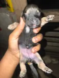 Cachorro raça SRD-ViraLata idade Abaixo de 2 meses nome Ainda sem nome 