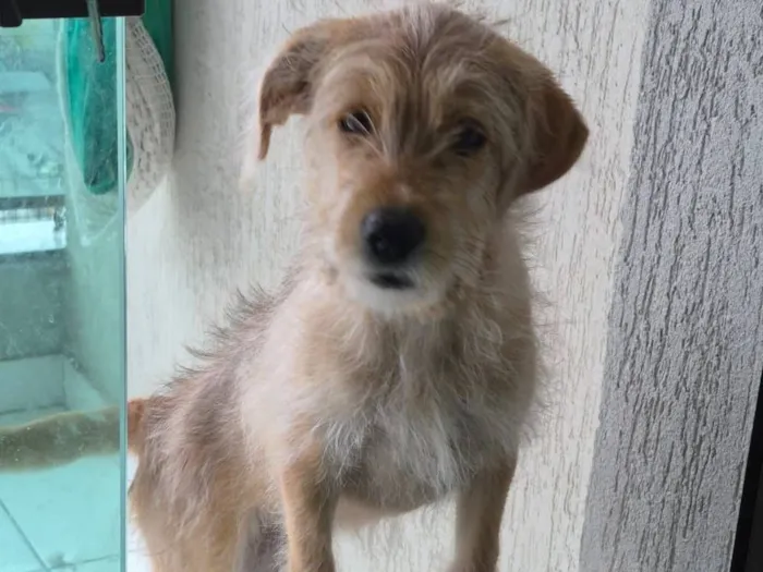 Cachorro raça SRD-ViraLata idade 2 a 6 meses nome Sky 